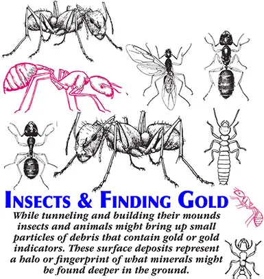 Insects & Finding Gold, Plants, Ants, Debris